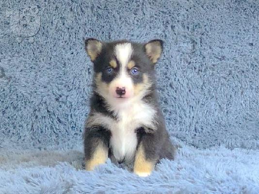 -F1b pomskies προς πώληση